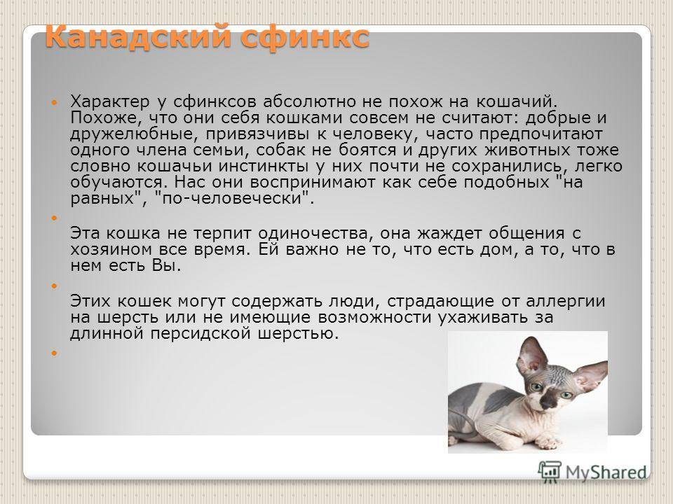 Порода "гавана браун" — обсуждение в группе "кошки" | птичка.ру