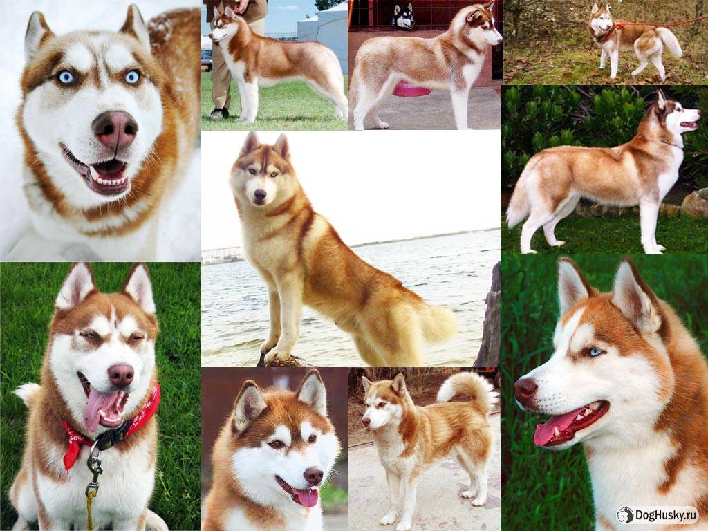 Хаски с голубыми глазами: фото красивых щенков и собак