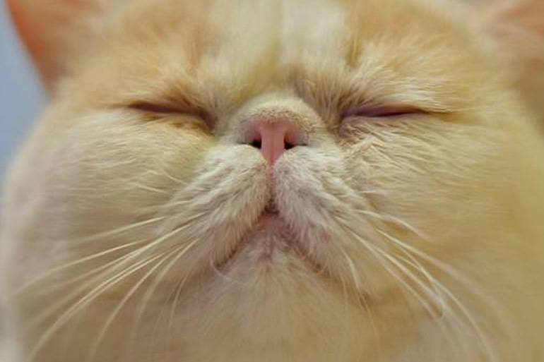 Сухой нос у кота: признак заболевания или естественное явление | блог ветклиники "беланта"
