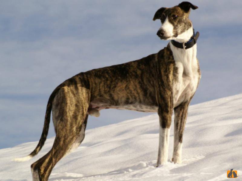 Борзые собаки (42 фото): описание щенков. московская и кенгуровая, австралийская охотничья и другие породы