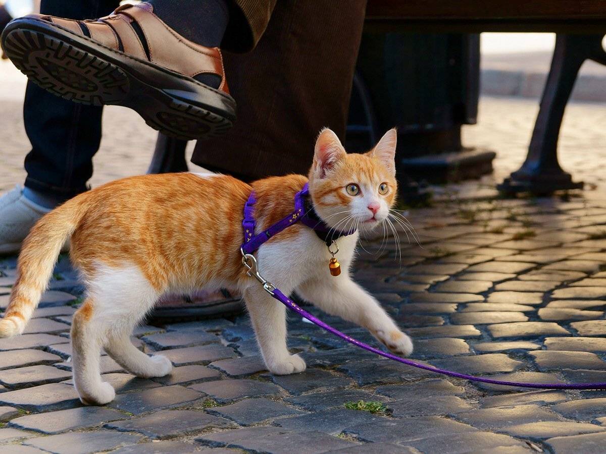 Как приучить кошку к рукам и ласке и приручить дикого котенка с улицы
