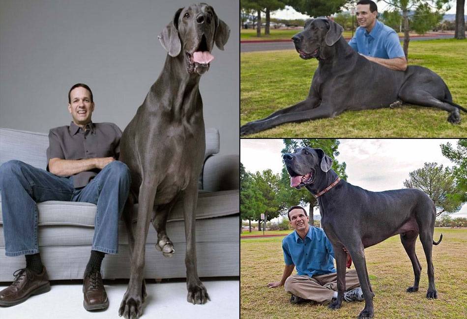Топ-30 самые крупные собаки: фото с названием и описанием породы