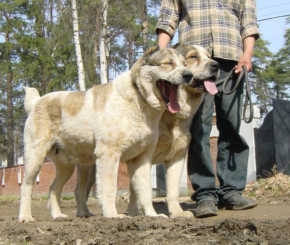Турецкий кангал: описание породы собак, содержание и уход турецкого волкодава