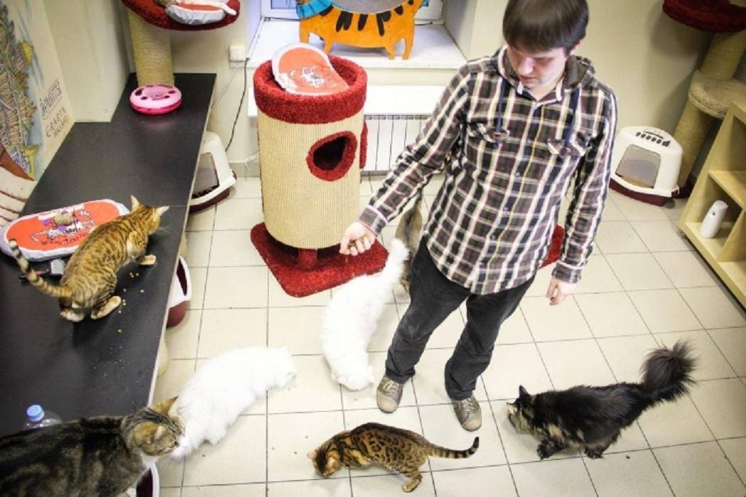 Все антикафе с котами и другими животными в санкт-петербурге