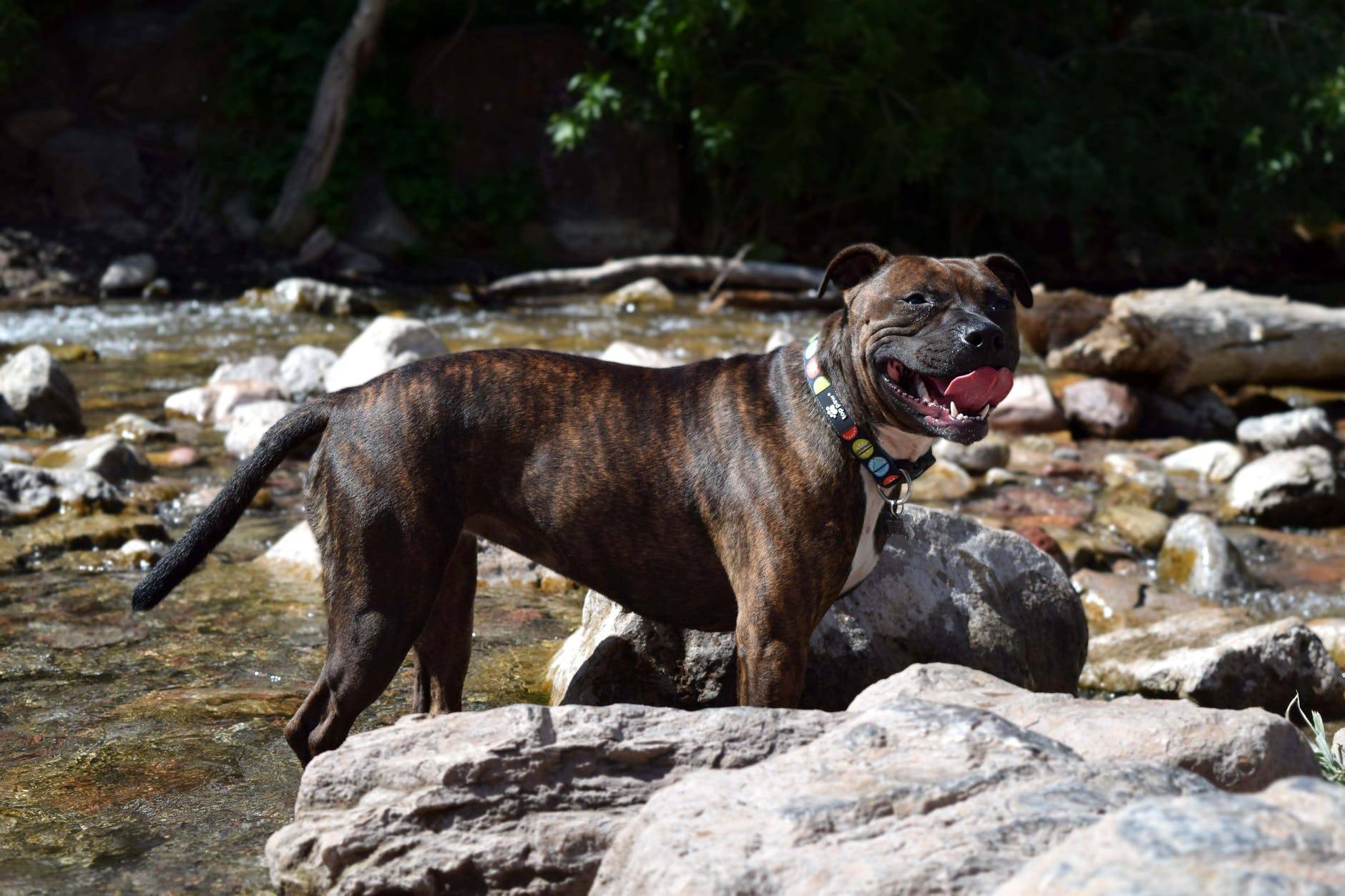 Самые опасные собаки в мире: топ-20 пород с описанием и фото