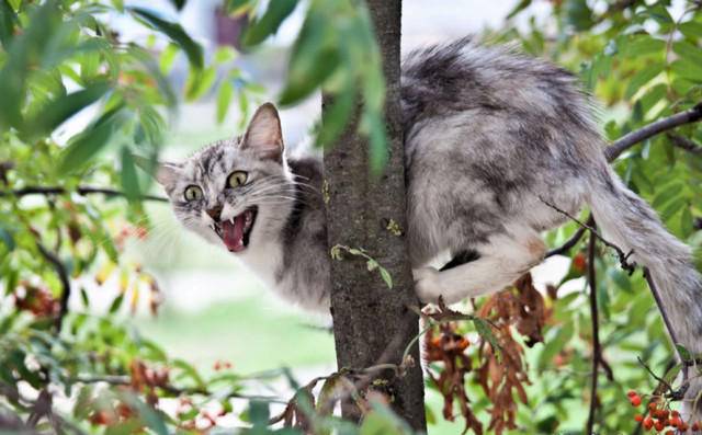 Мнение экспертов: нужно ли снимать кошек с деревьев и кто этим занимается в твери?