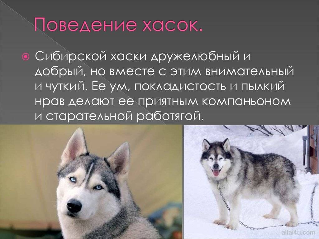Порода хаски: описание сибирской, ездовой собаки с фото