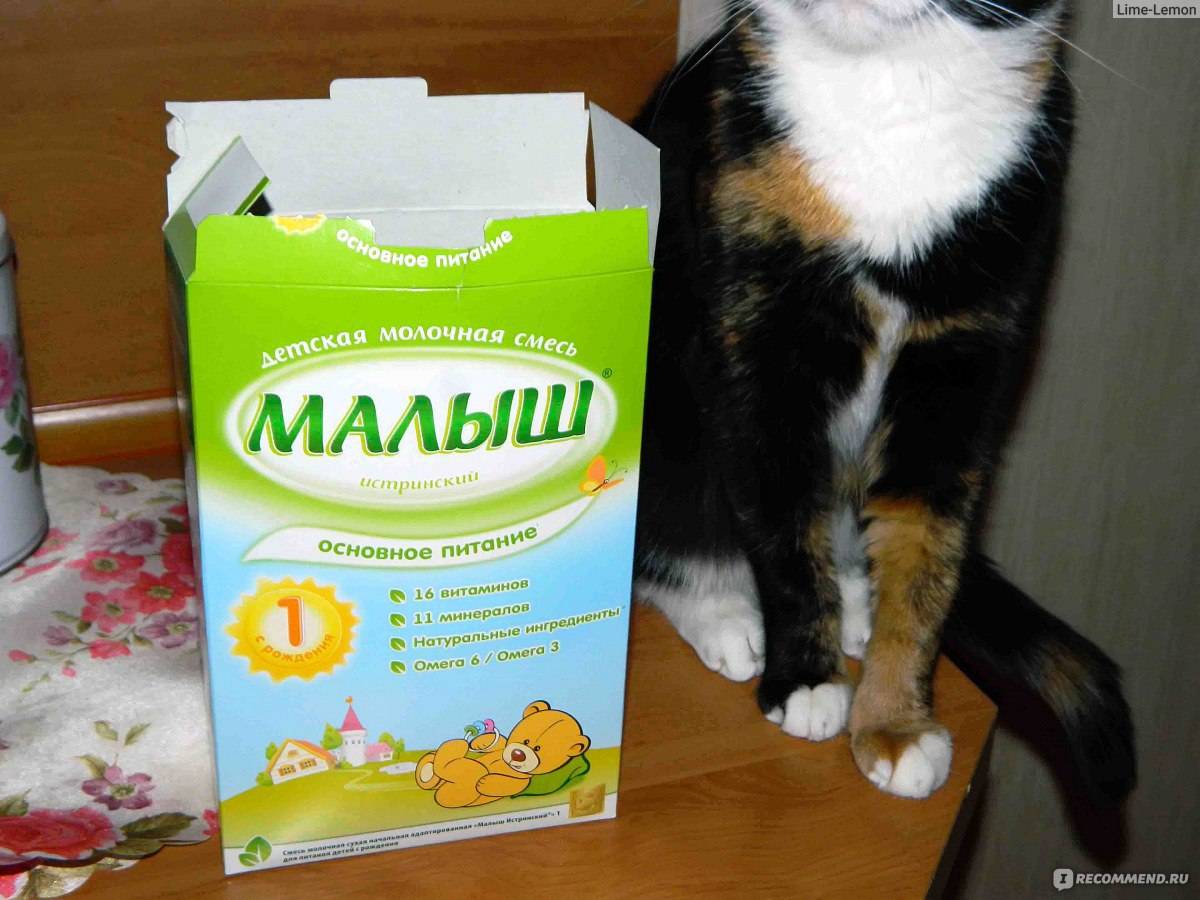 Чем кормить кошку после родов: важные и полезные продукты и общие рекомендации