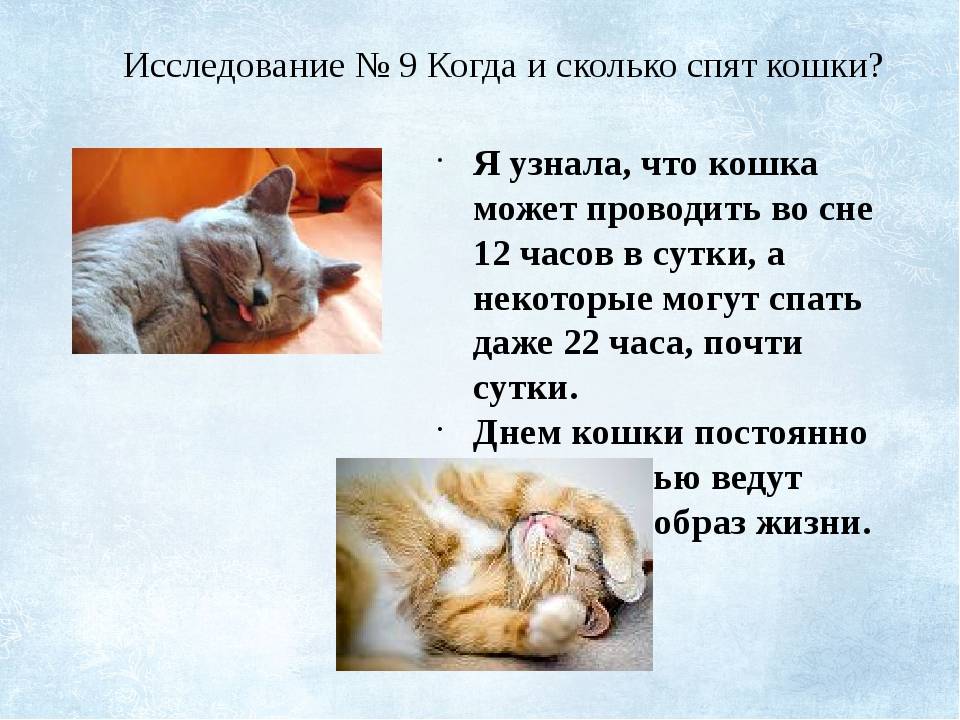 Сколько спят кошки. продолжительность сна у кошек
