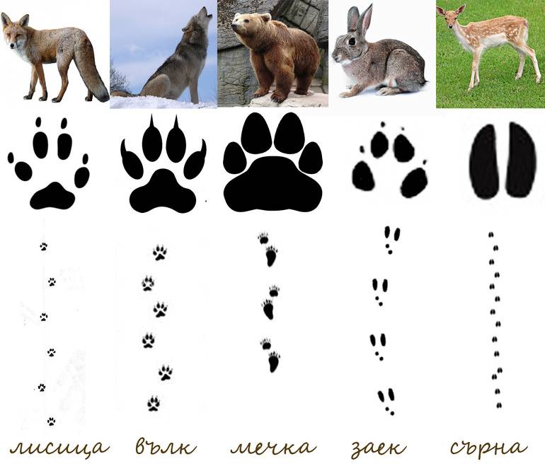 Как выглядят и чем отличаются следы собаки от следов волков