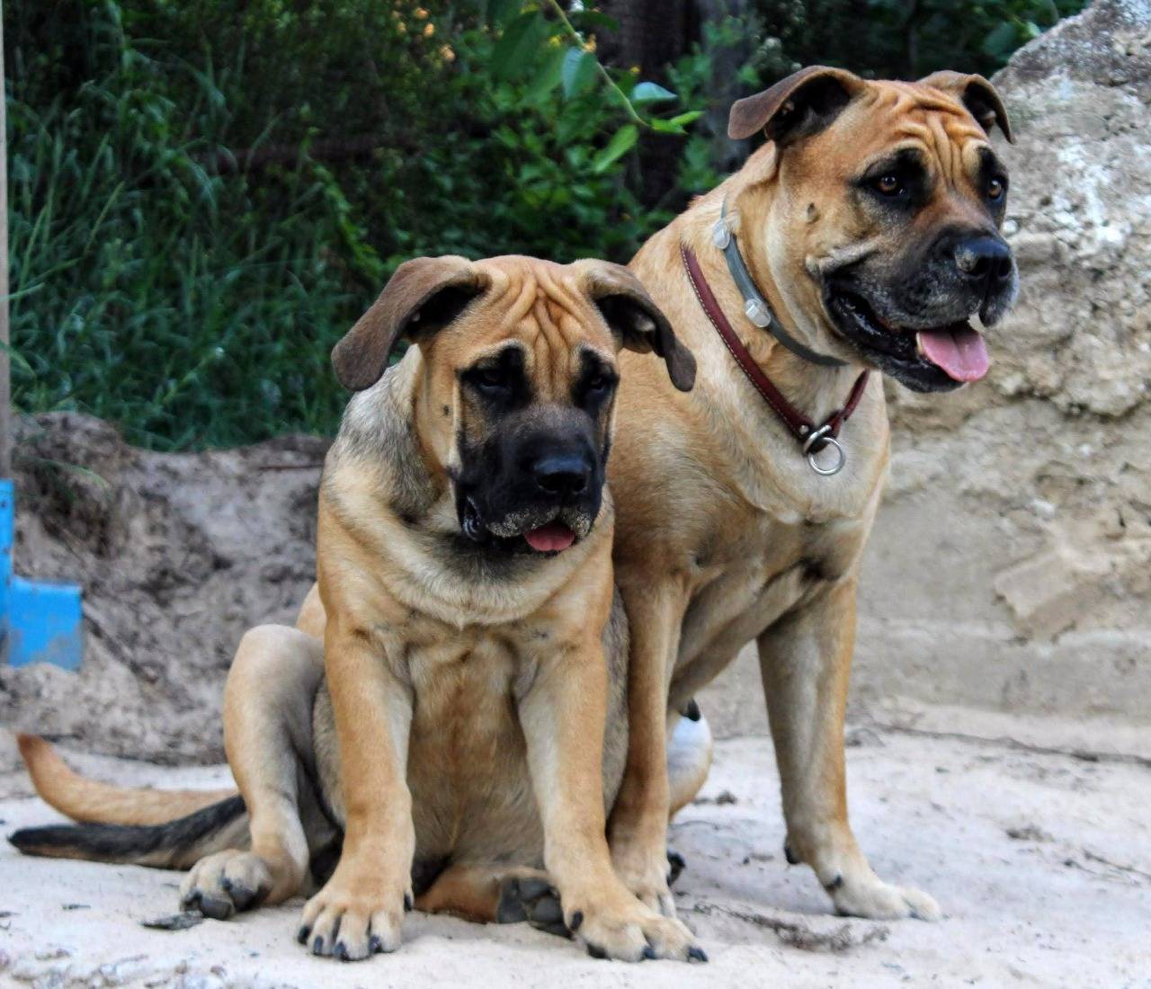 Ка де бо или мальорский мастиф: фото и характеристика породы собак
ка де бо или мальорский мастиф: фото и характеристика породы собак