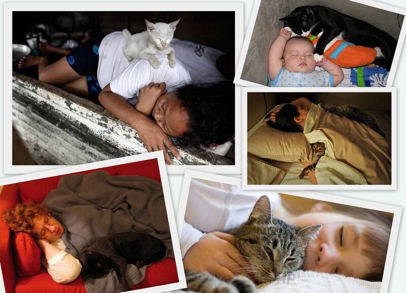 Кот спит на кровати или столе: что говорят приметы, можно ли кошке лежать в постели хозяев?