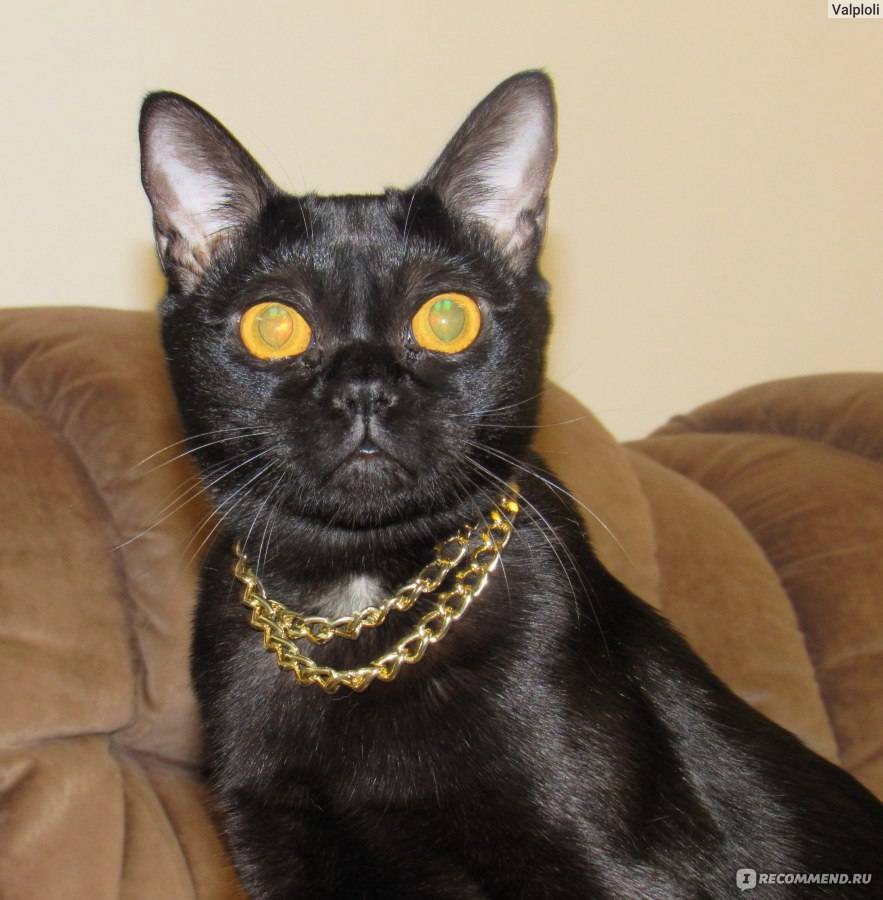 Бомбейская кошка: история породы, описание, характер, советы по содержанию и уходу, фото