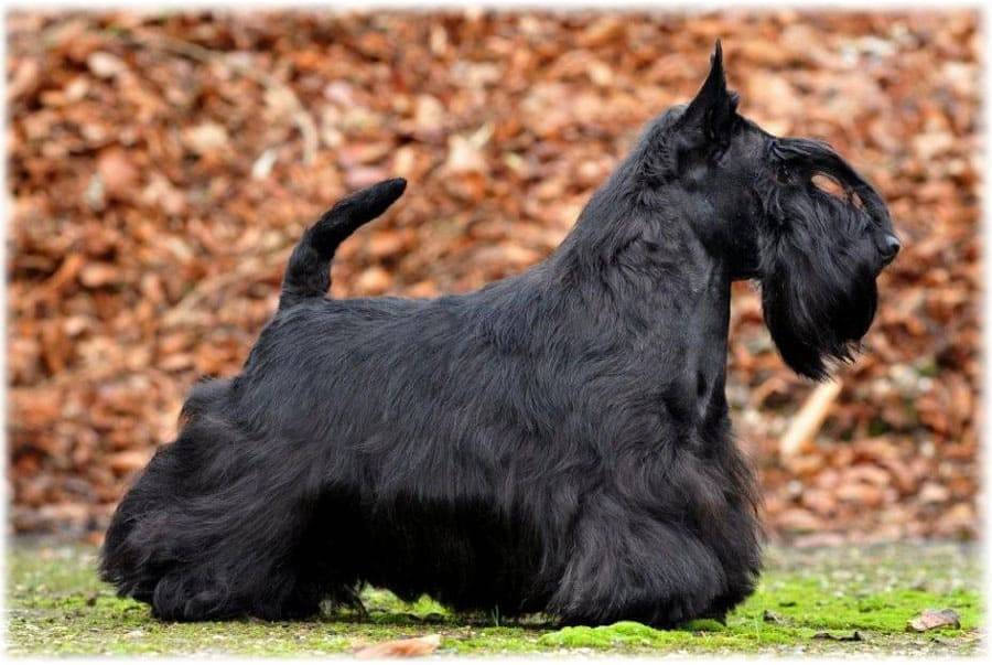Обзор породы собак скотч терьер (шотландский терьер): стандарт, фото и отзывы