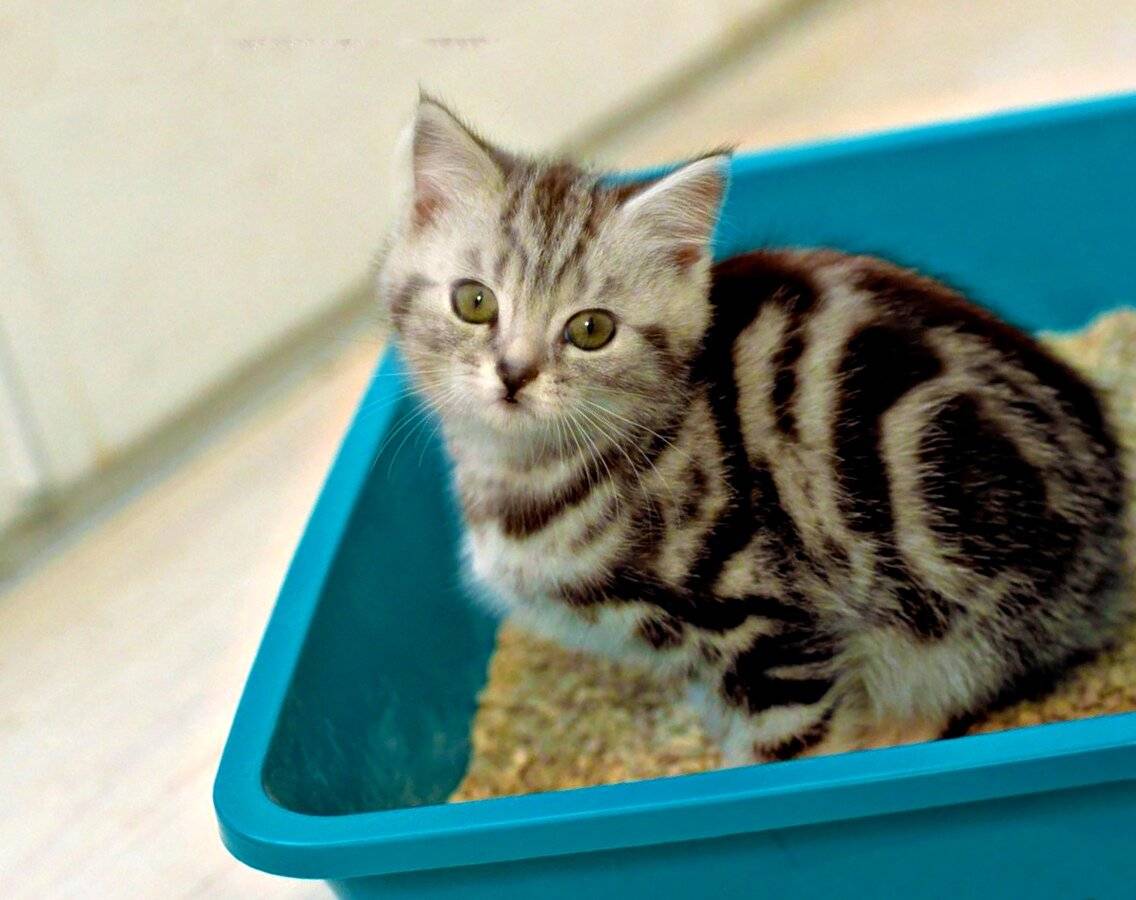 Как и когда можно начинать мыть котенка? | блог ветклиники "беланта"