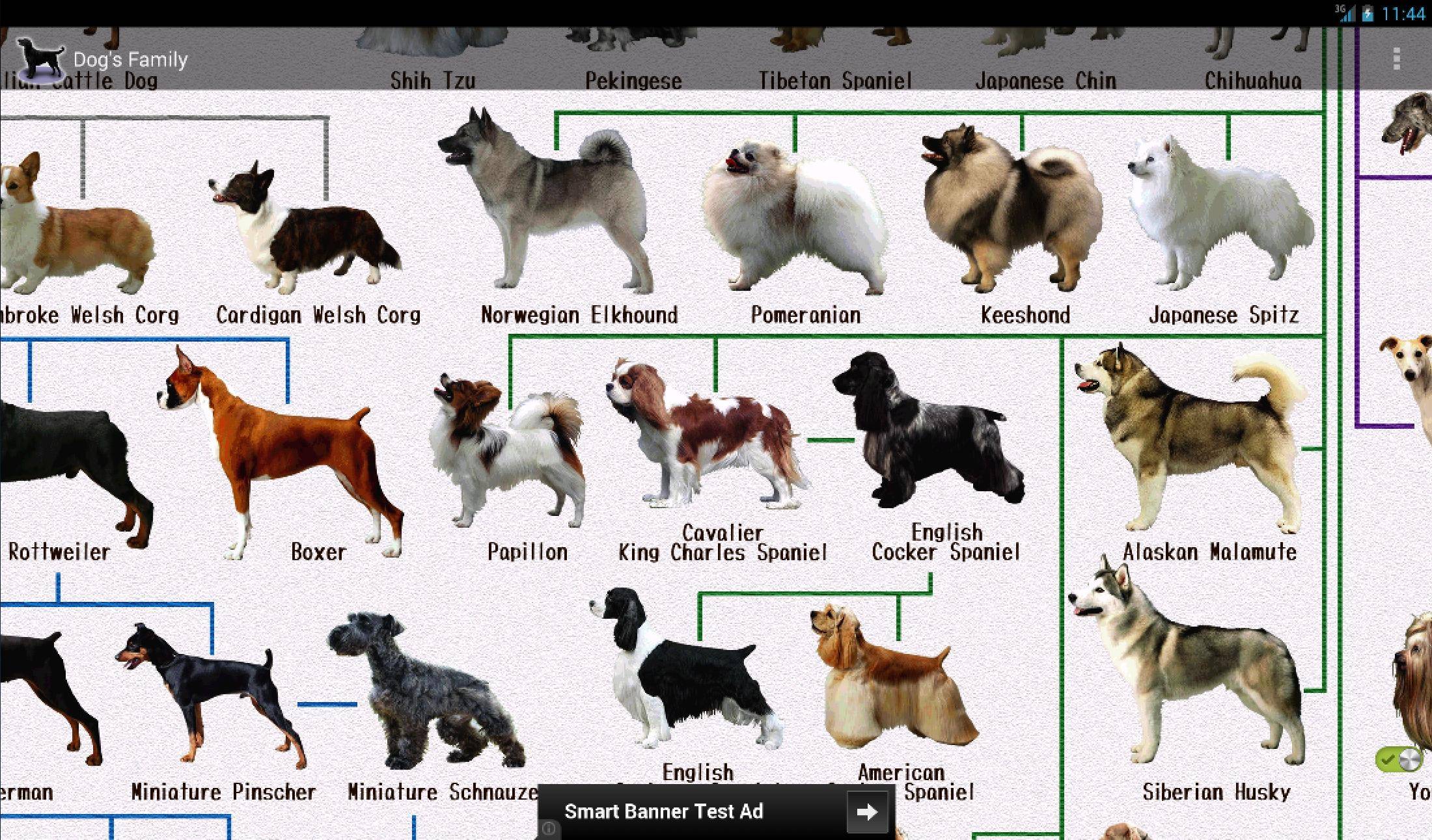 Породы собак для квартиры средних размеров, фотографии и описание собак