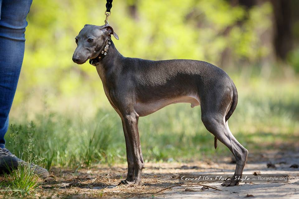 Левретка: фото и описание породы собак
левретка: фото и описание породы собак