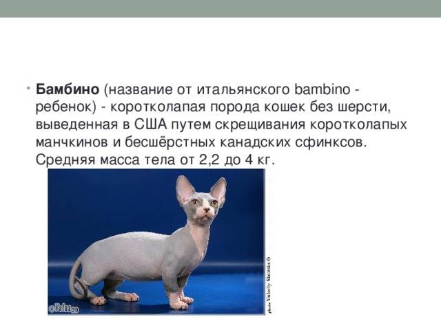 Бамбино кошка: описание породы, фото, видео, уход, выбор котёнка