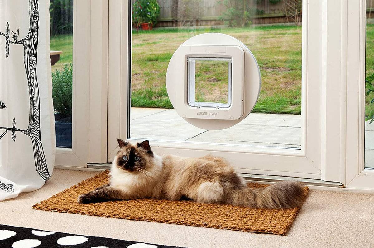 Дверца для кошки: разновидности и особенности выбора дверей