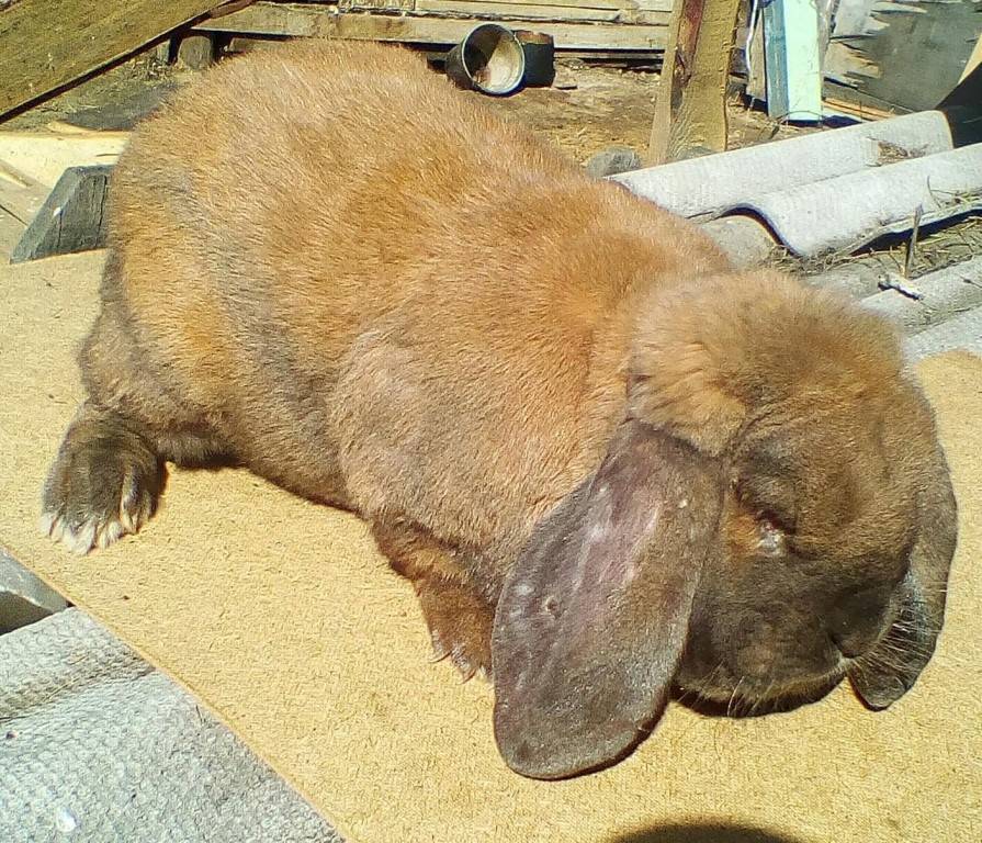 Кролики породы французский баран — фото и описание, характеристика, условия содержания, перспективы разведения. | cельхозпортал