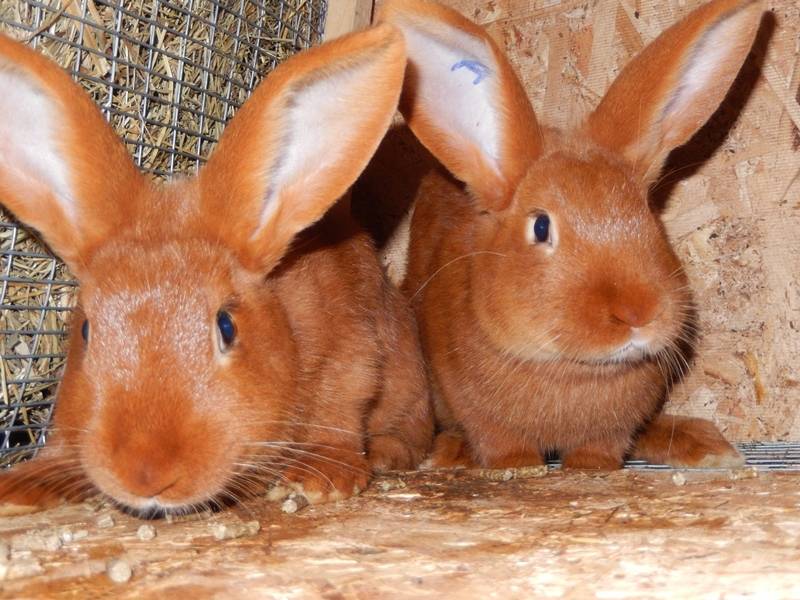 Нзк: описание, характеристика, фото, уход и содержание новозеландских красных кроликов
