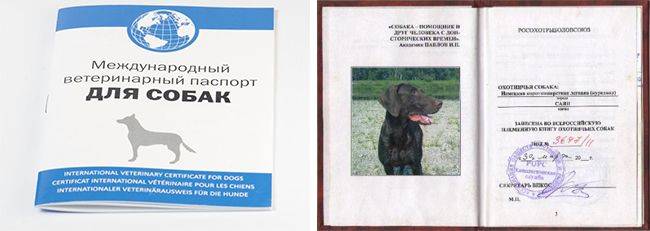 Международный ветеринарный паспорт для собак и кошек