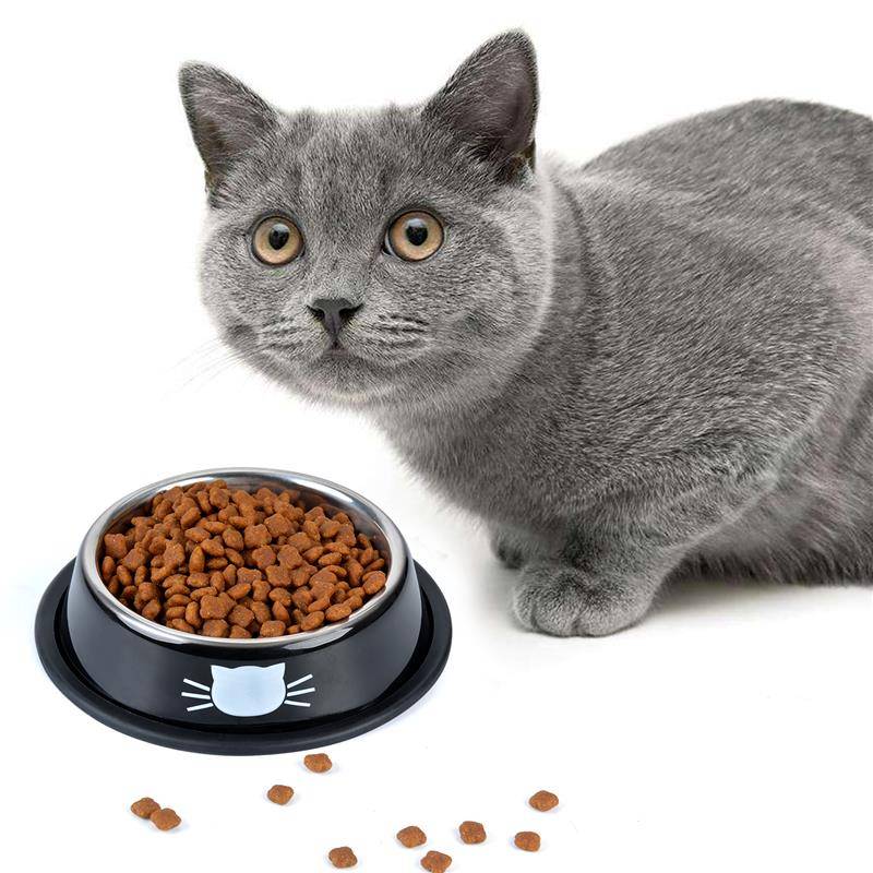 Кормление кошек – типы питания и какой вариант выбрать