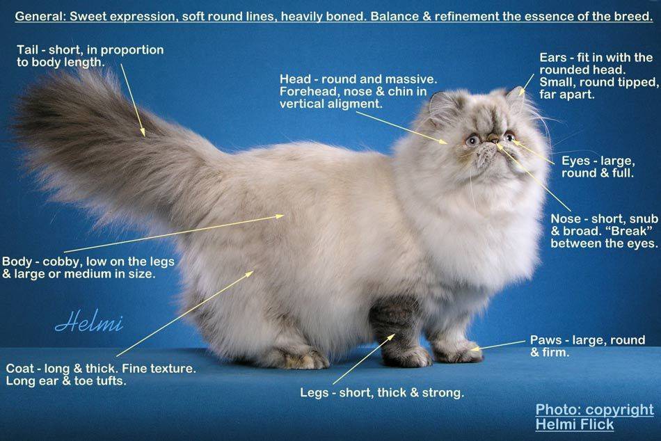 Персидская кошка. описание, особенности, цена и уход за персидской кошкой | животный мир