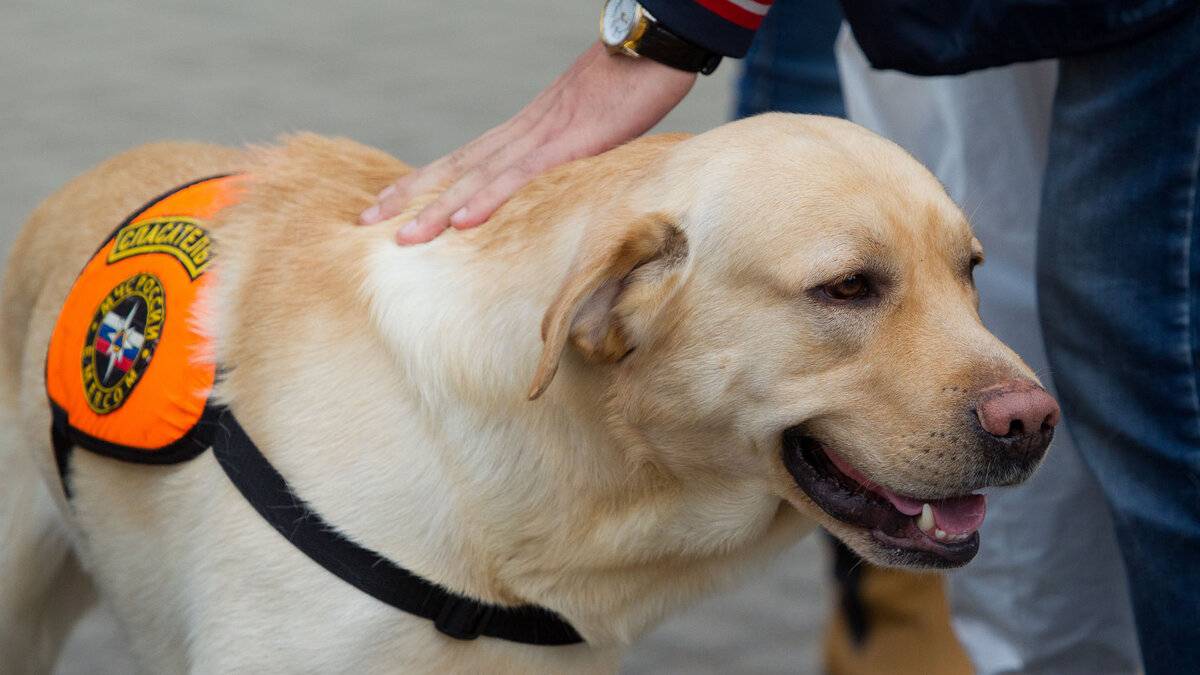 Какие собаки служат в поисково-спасательной службе мчс? какие породы собак подходят?