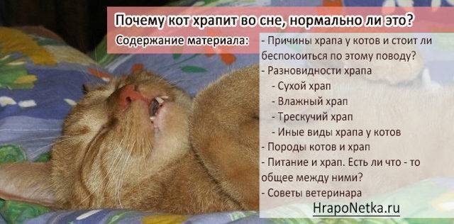 Сколько спят кошки