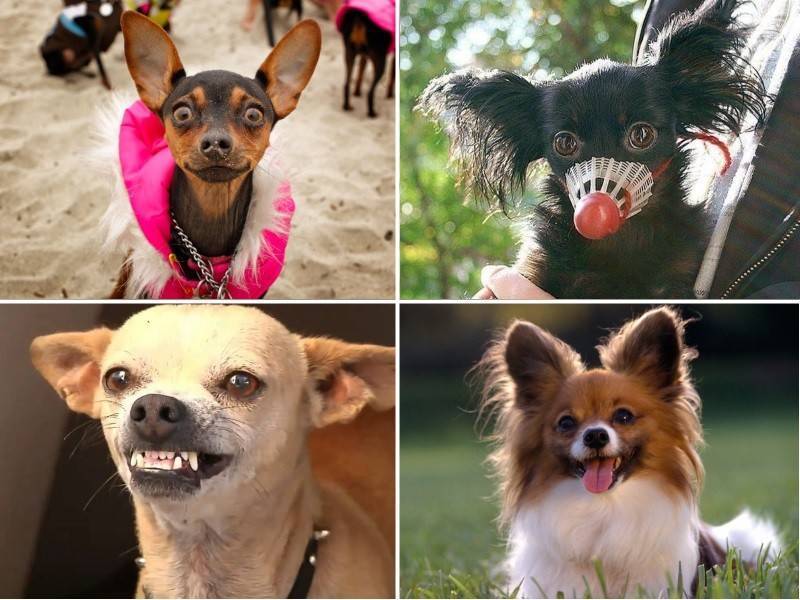 Самые умные породы собак - рейтинг самых умных пород собак в мире с названиями и фотографиями | petguru