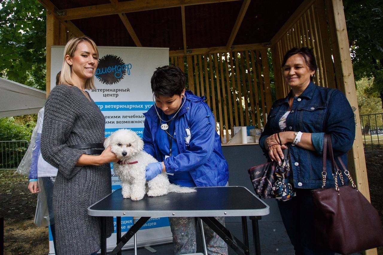 Короткий путь домой: как «пасхальный дар» помогает бездомным животным