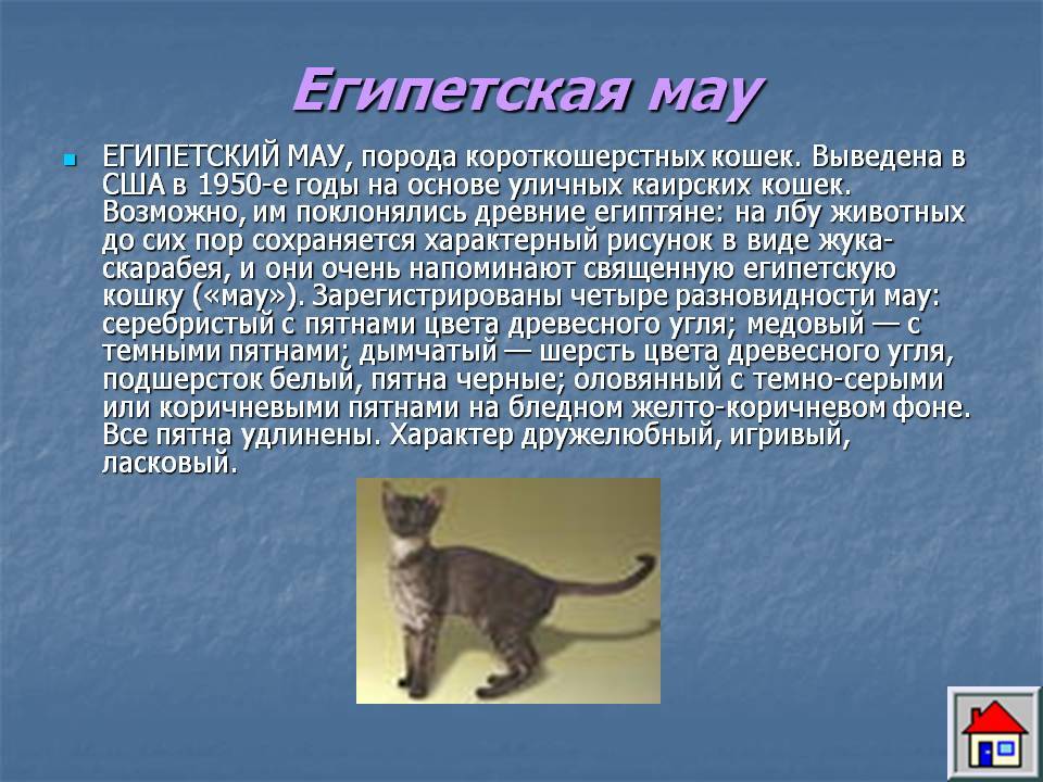 Египетская мау - порода кошек - информация и особенностях | хиллс