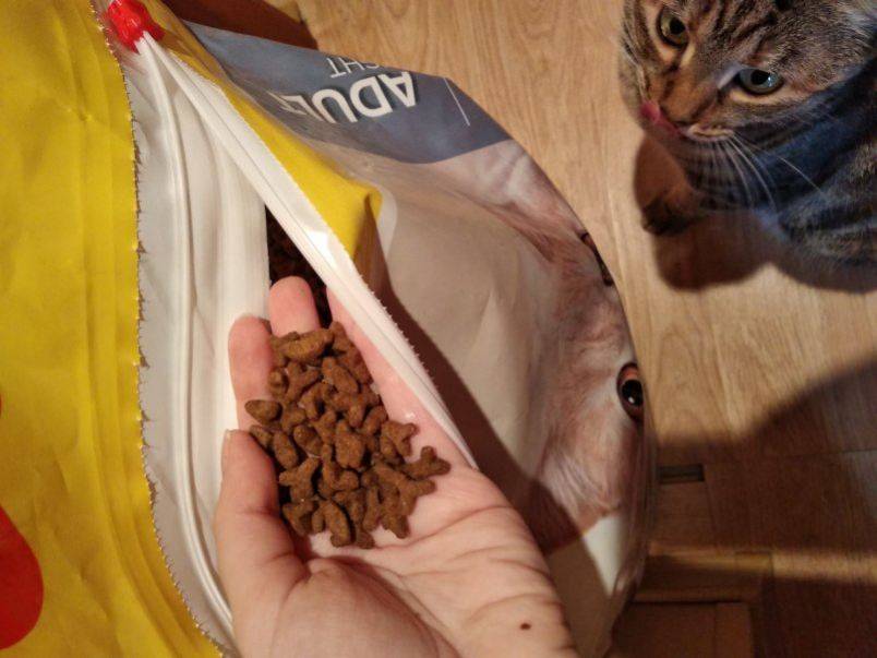 Чем кормить кастрированного кота: особенности рациона и выбора корма