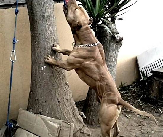 Самые сильные собаки в мире: топ-20 пород