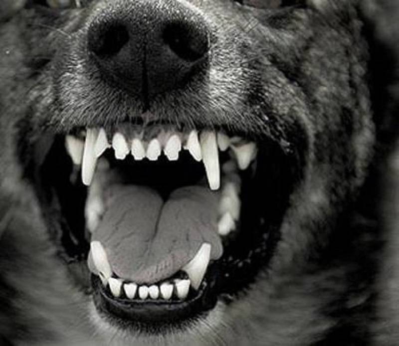 Бультерьер – бойцовая порода собак. где скрывается опасность?
