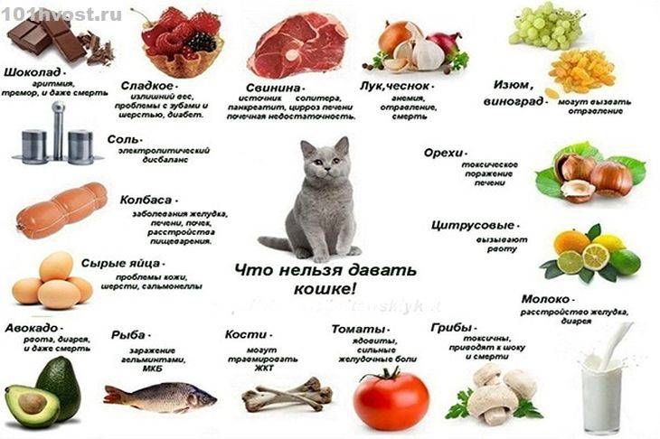 Можно ли кормить кошку сырым мясом и чем опасен продукт
