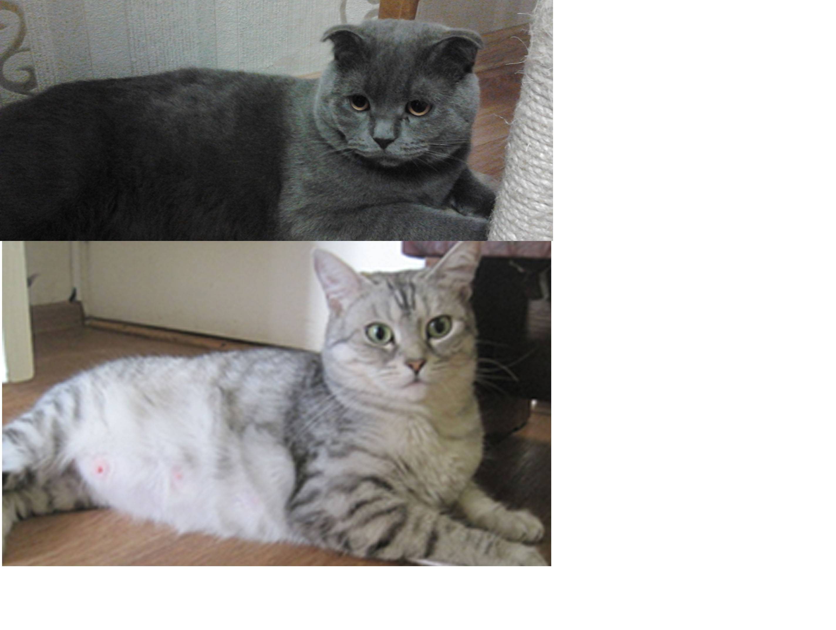 Прямоухие шотландские кошки скоттиш-страйт: описание внешности и характера породы, уход за шотландцем, выбор котёнка, фото кота