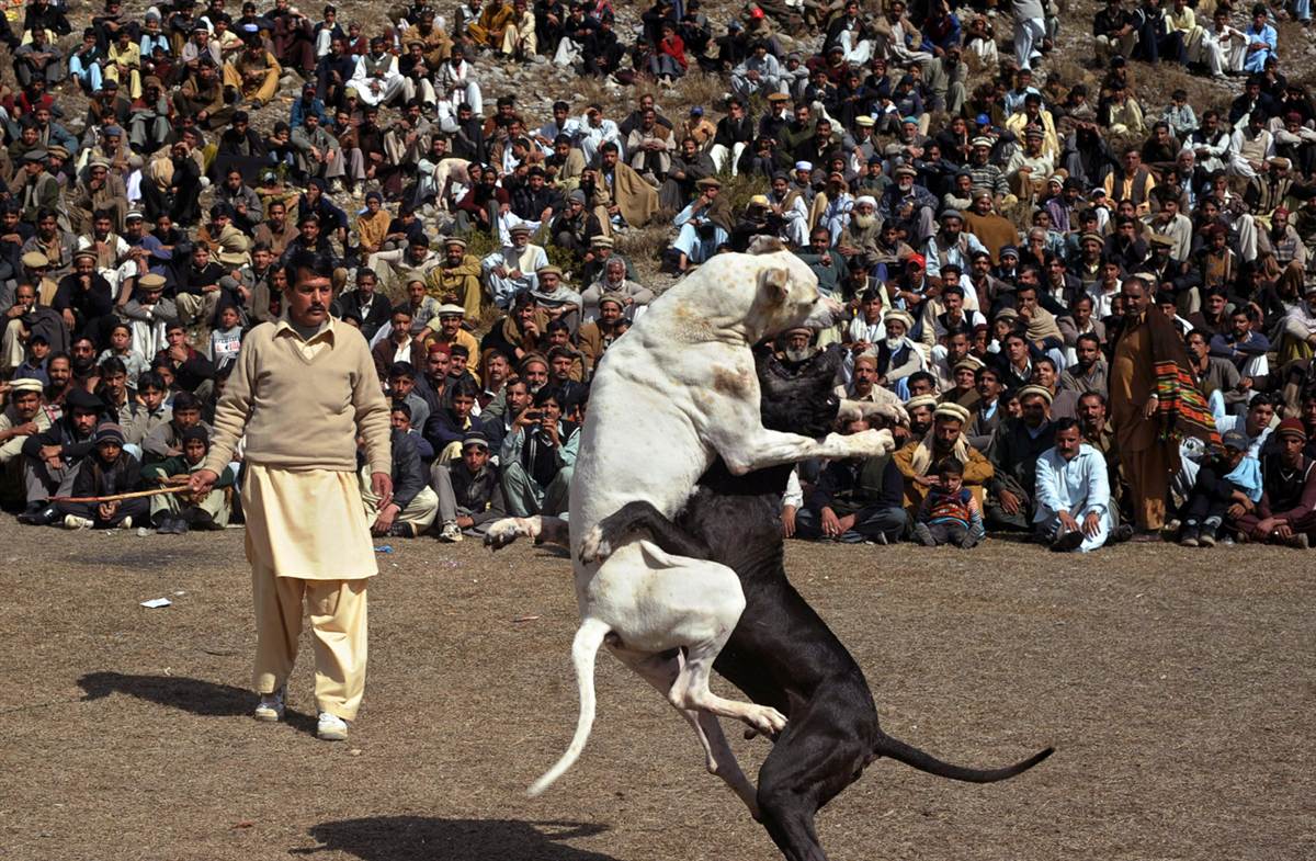 Пакистанский бульдог — бойцовская порода собак гуль донг: описание и характеристика