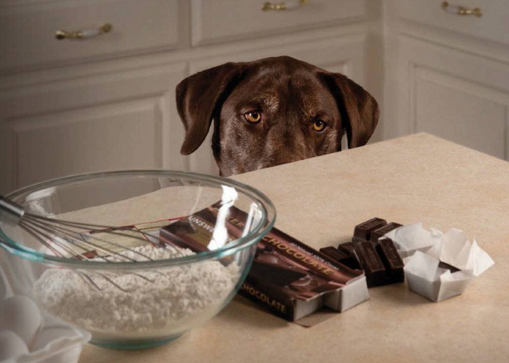 Можно ли собаке кушать шоколадные изделия: что будет и что сделать если съела