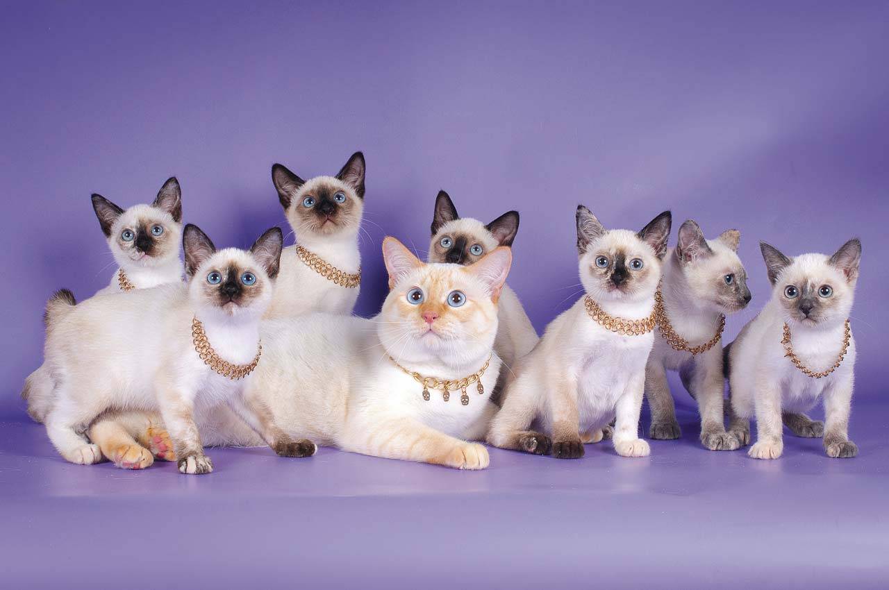 Меконгский бобтейл: фото кошки, цена, описание породы, характер, видео, питомники