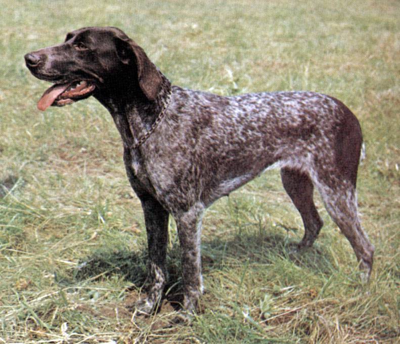 Легавые собаки: список охотничьих пород, фото, континентальные и гриффоны