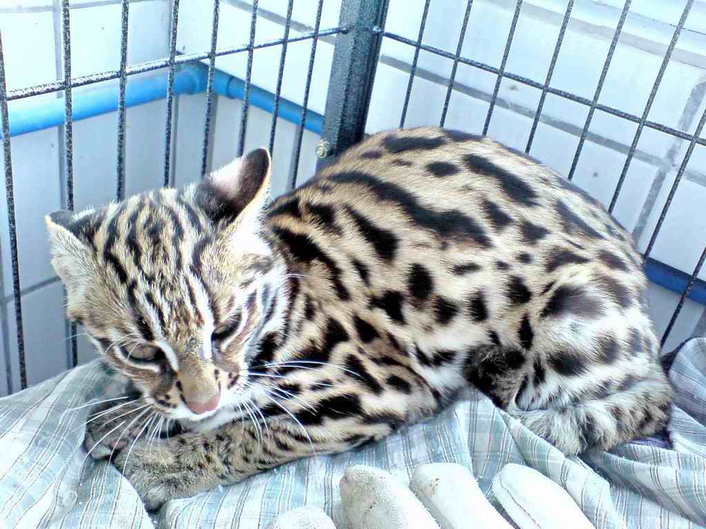 Азиатская леопардовая кошка: фото, описание внешности и характера дикого животного