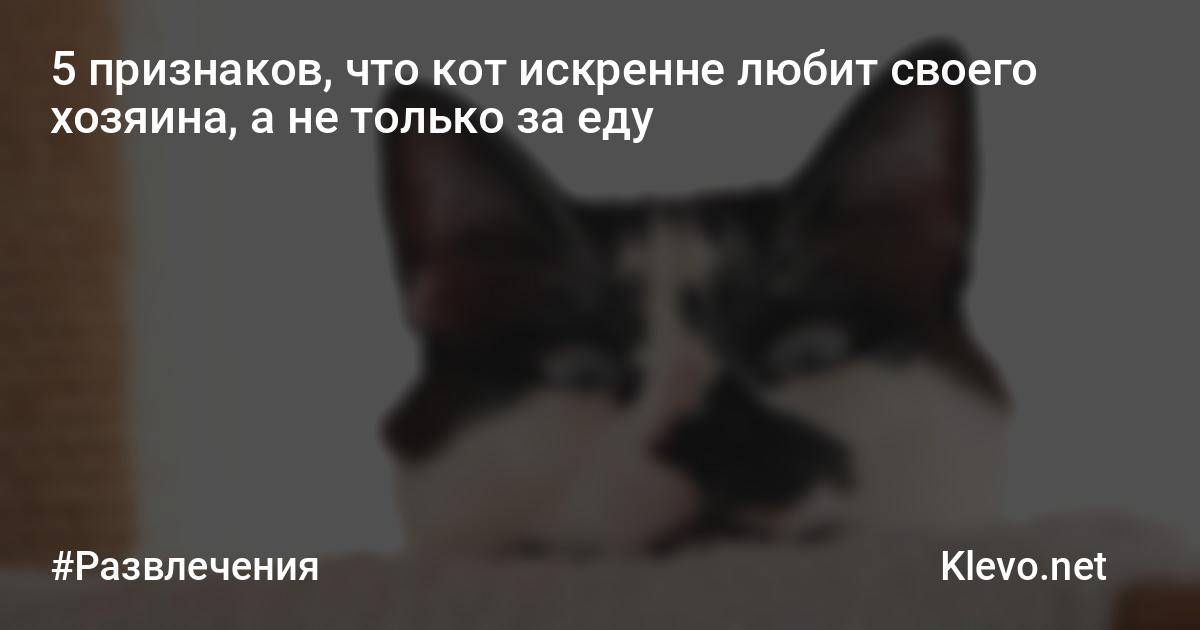 15 раздражающих признаков того, что кошка признается человеку в любви | bomba.co