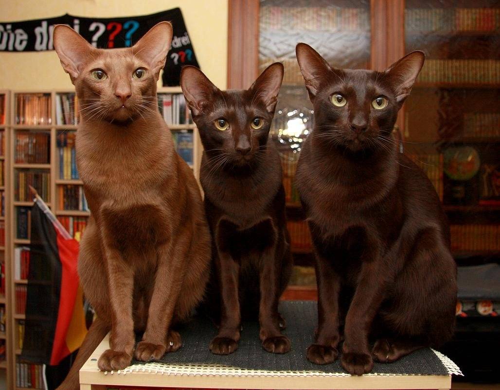 Гавана браун: фото кошки, цена, описание породы, характер, видео, питомники