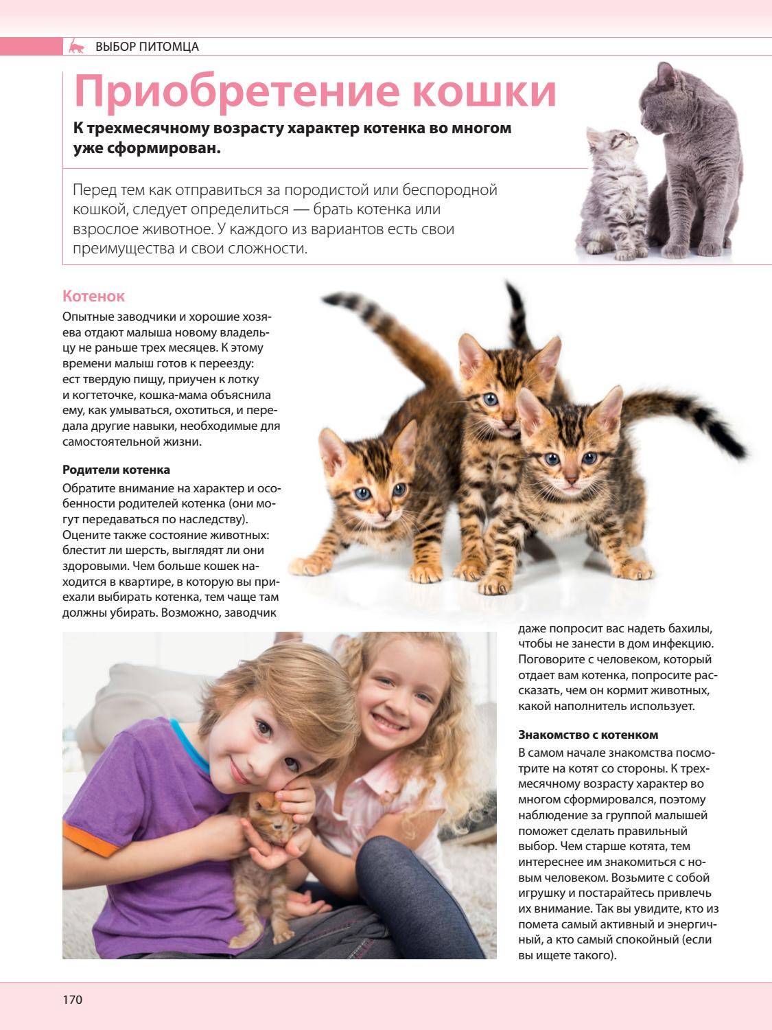 Тайские кошки: описание породы, варианты окраса и особенности содержания