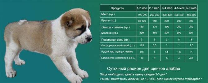 Фото щенков алабая с 1 по 12 месяц: вес и рост по месяцам - petstime.ru