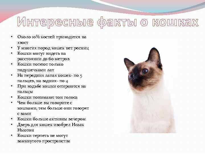 10 самых интересных фактов о кошках и котах