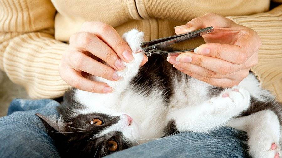 Как подстричь когти кошке: готовимся и проводим процедуру правильно