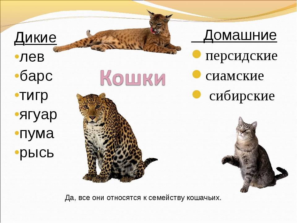 Домашние кошки: описание породы, характер, здоровье